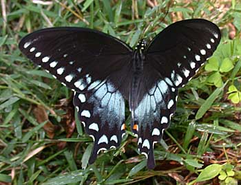 Spicebush Swallowtail (Papilio troilus)