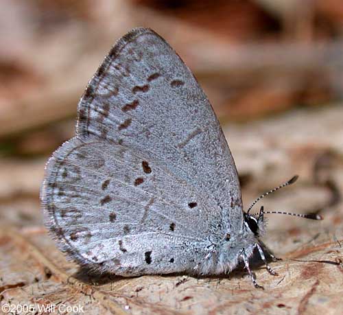 Spring Azure (Celastrina neglecta)