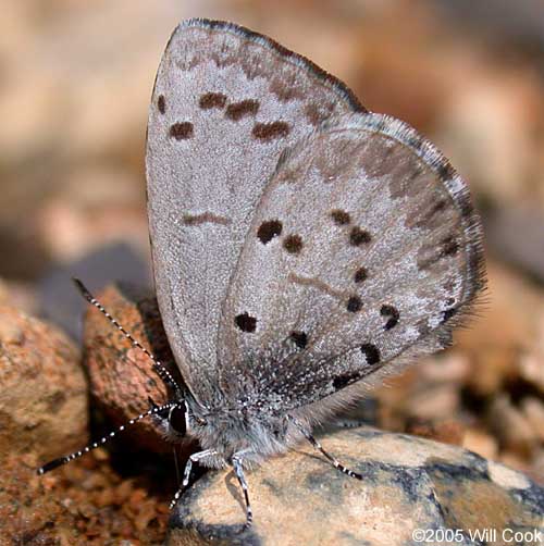 Spring Azure (Celastrina neglecta)