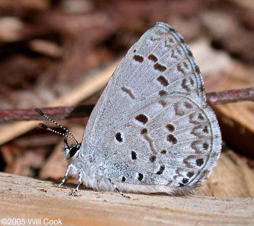 Spring Azure (Celastrina neglecta)