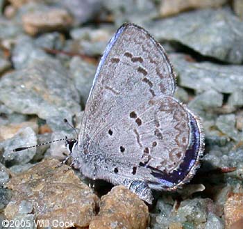 Spring Azure (Celastrina neglecta)