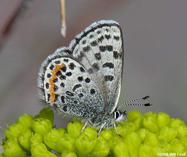 Square-spotted Blue (Euphilotes battoides)