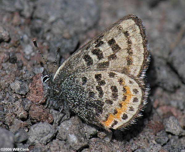 Square-spotted Blue (Euphilotes battoides)