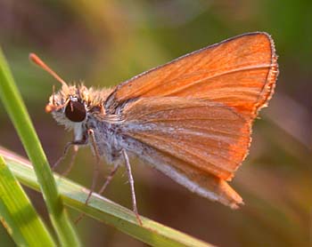 Southern Skipperling (Copaeodes minimus)