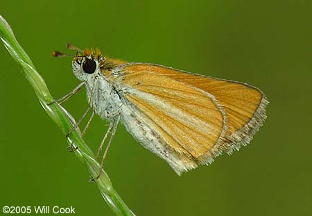 Southern Skipperling (Copaeodes minimus)