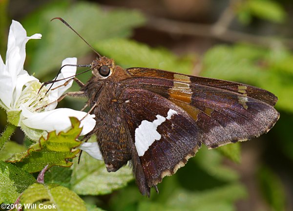 Silver-spotted Skipper (Epargyreus clarus)