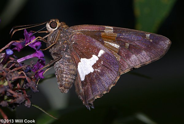 Silver-spotted Skipper (Epargyreus clarus)