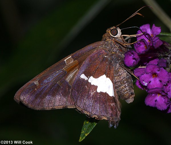 Silver-spotted Skipper (Epargyreus clarus)