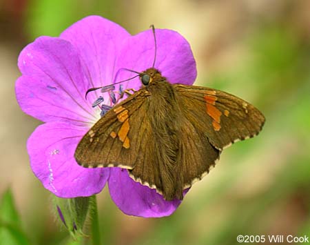 Silver-spotted Skipper (Epargyreus clarus)