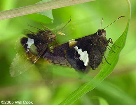 Silver-spotted Skipper (Epargyreus clarus)