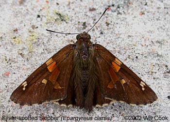 Silver-spotted Skipper (Epargyreus clarus)