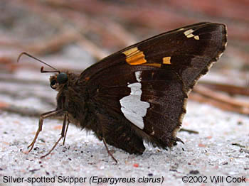 Silver-spotted Skipper (Epargyreus clarus)