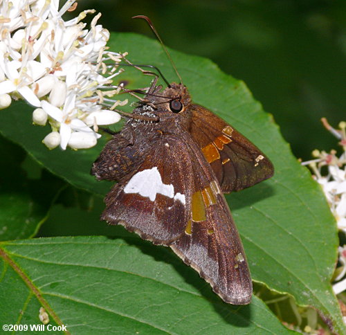 Silver-spotted Skipper (Epargyreus clarus)