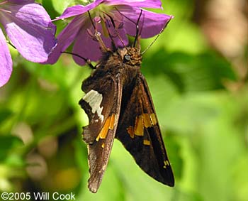 Silver-spotted Skipper (Epargyreus clarus)