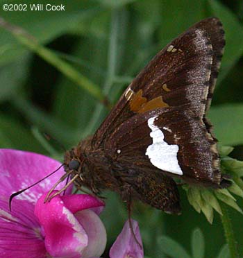 Silver-spotted Skipper (Epargyreus clarus)