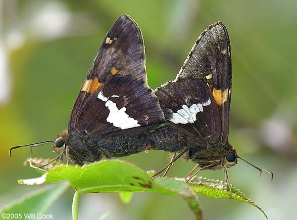 Silver-spotted Skipper (Epargyreus clarus)