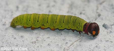 Silver-spotted Skipper (Epargyreus clarus) caterpillar