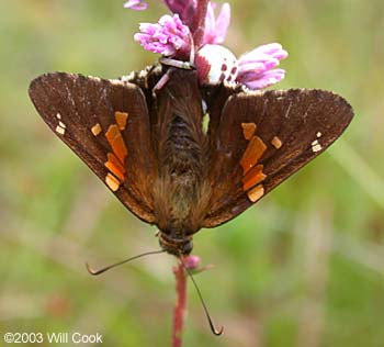 Silver-spotted Skipper (Epargyreus clarus)