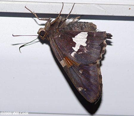 Silver-spotted Skipper (Epargyreus clarus)