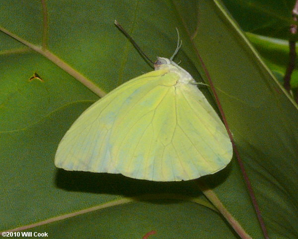 Statira Sulphur (Aphrissa statira)