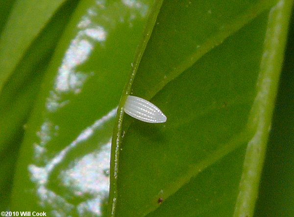 Statira Sulphur (Aphrissa statira)