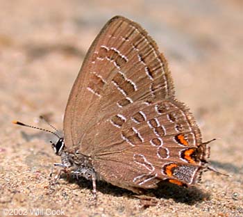 Striped Hairstreak (Satyrium liparops)