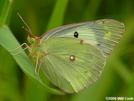 albino sulphur (Colias sp.)