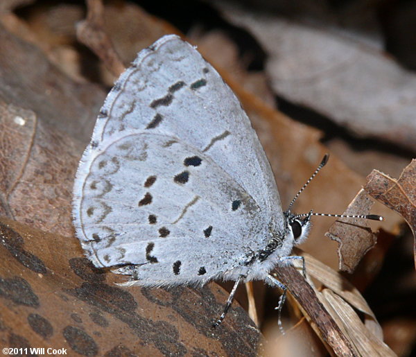 Summer Azure (Celastrina neglecta)