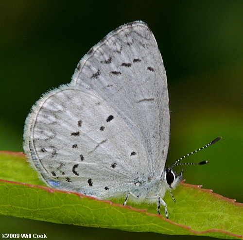 Summer Azure (Celastrina neglecta)