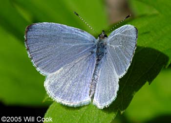 Summer Azure (Celastrina neglecta)