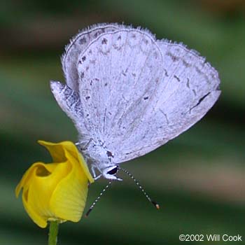 Summer Azure (Celastrina neglecta)