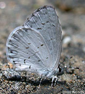 Summer Azure (Celastrina neglecta)