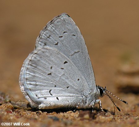 Summer Azure (Celastrina neglecta)