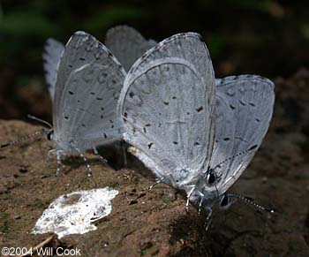 Summer Azure (Celastrina neglecta)