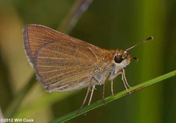 Swarthy Skipper (Nastra lherminier)