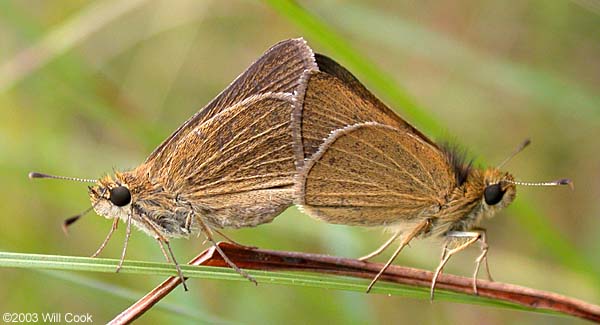 Swarthy Skipper (Nastra lherminier)