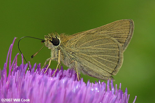 Swarthy Skipper (Nastra lherminier)