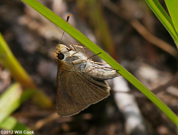 Swarthy Skipper (Nastra lherminier)