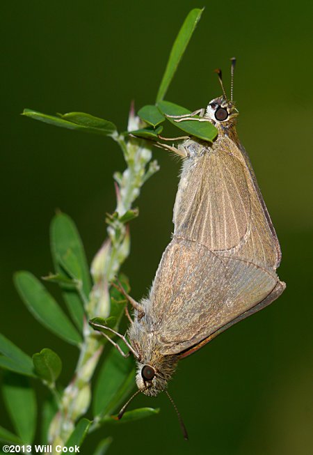 Swarthy Skipper (Nastra lherminier)