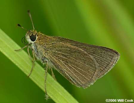 Swarthy Skipper (Nastra lherminier)