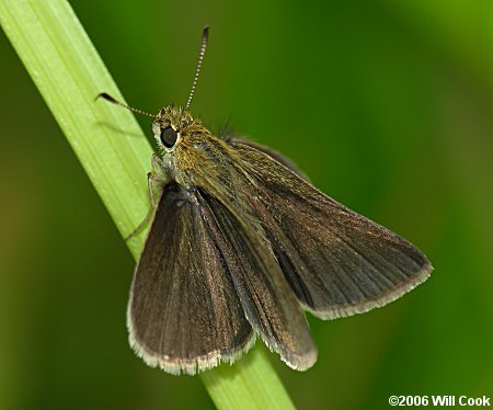 Swarthy Skipper (Nastra lherminier)