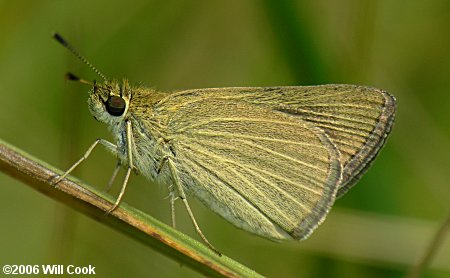 Swarthy Skipper (Nastra lherminier)