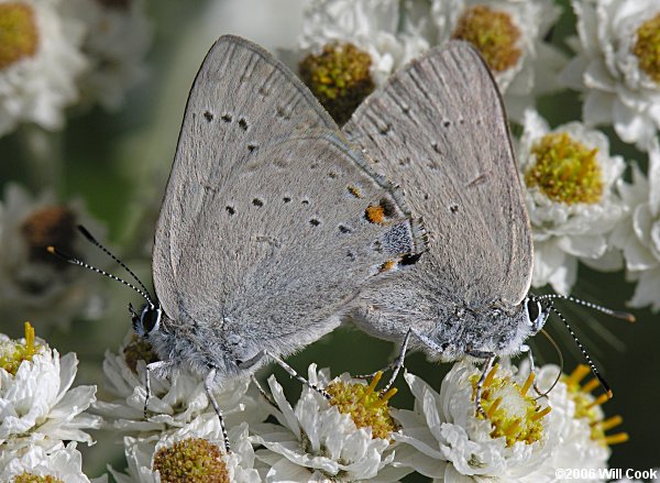 Sylvan Hairstreak (Satyrium sylvinus)