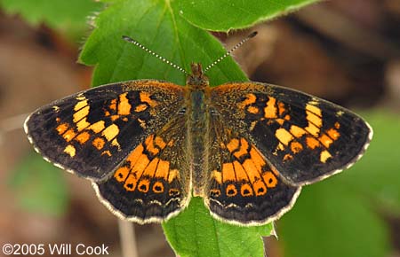 Tawny Crescent (Phyciodes batesii)