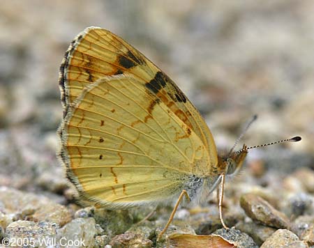 Tawny Crescent (Phyciodes batesii)