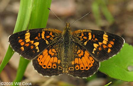 Tawny Crescent (Phyciodes batesii)