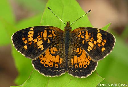 Tawny Crescent (Phyciodes batesii)