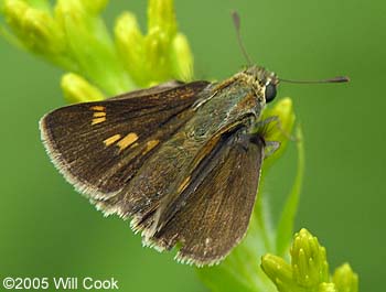 Tawny-edged Skipper (Polites themistocles)