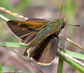 Tawny-edged Skipper (Polites themistocles)