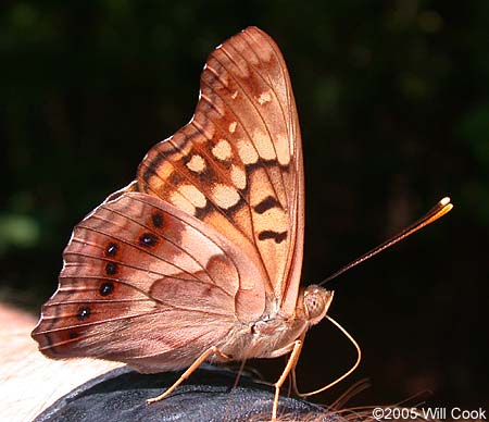 Tawny Emperor (Asterocampa clyton)